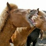 Image source: Funny Animal Pictures