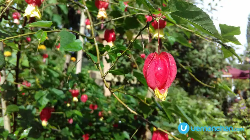 ZTE Blade V7 Lite sample shot