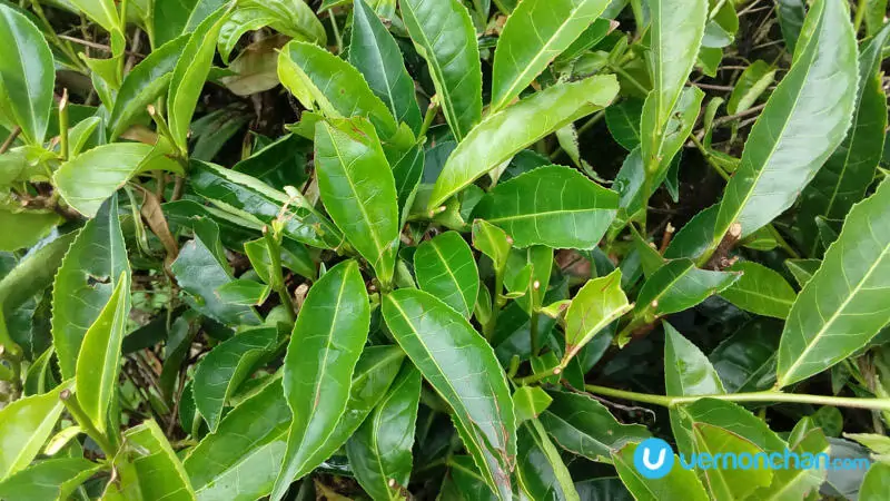 ZTE Blade V7 Lite sample shot
