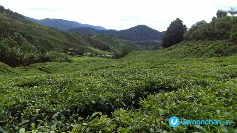ZTE Blade V7 Lite sample shot